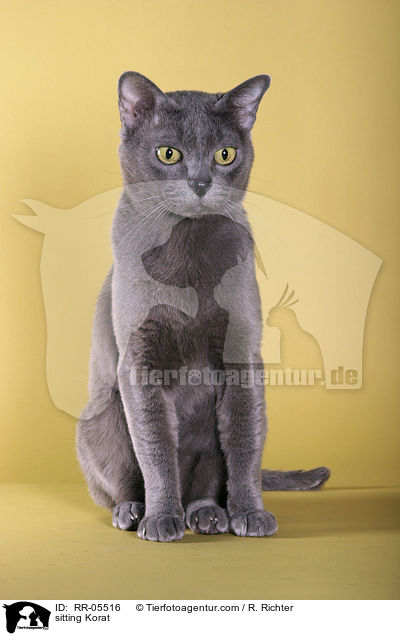 sitzendes / sitting Korat / RR-05516