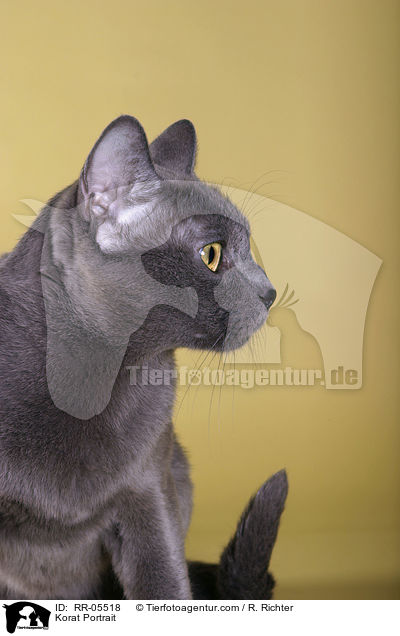 Korat Portrait / Korat Portrait / RR-05518