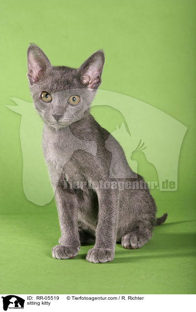 sitzendes Korat Ktzchen / sitting kitty / RR-05519