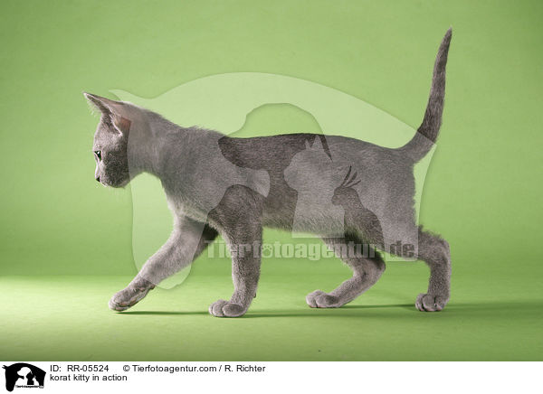 Korat Ktzchen in Bewegung / korat kitty in action / RR-05524