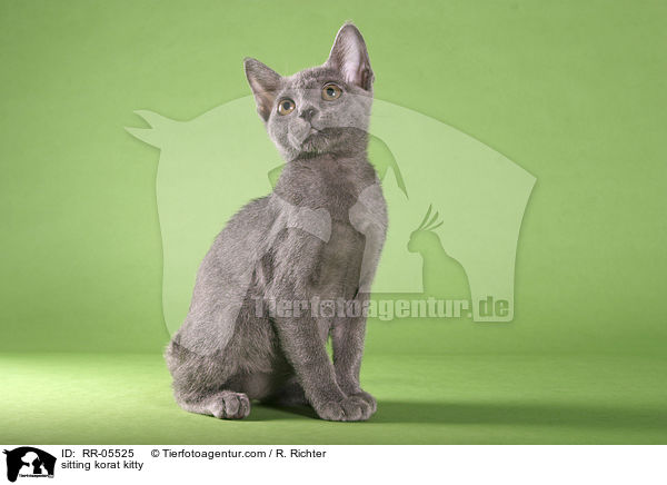 sitzendes Korat Ktzchen / sitting korat kitty / RR-05525