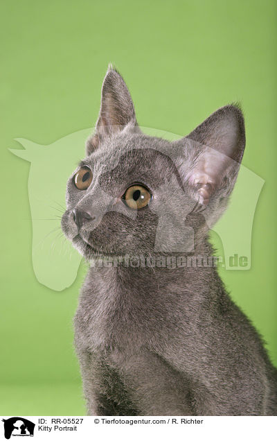 Korat Ktzchen / Kitty Portrait / RR-05527