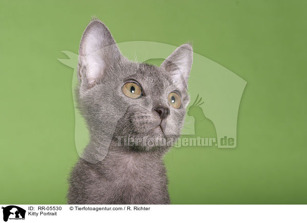 Korat Ktzchen / Kitty Portrait / RR-05530
