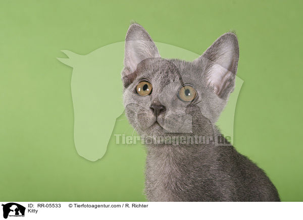 Korat Ktzchen / Kitty / RR-05533