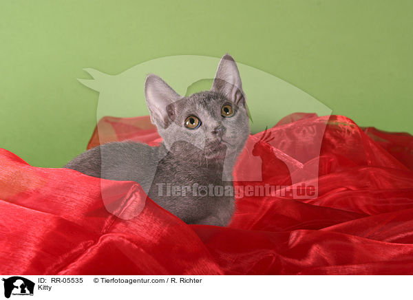Korat Ktzchen / Kitty / RR-05535