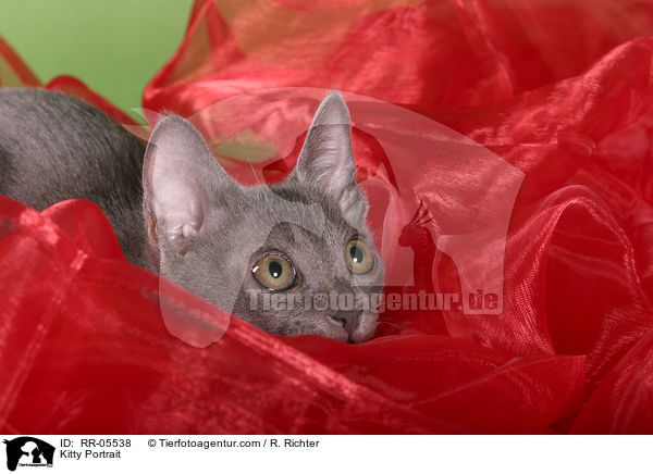 Korat Ktzchen / Kitty Portrait / RR-05538