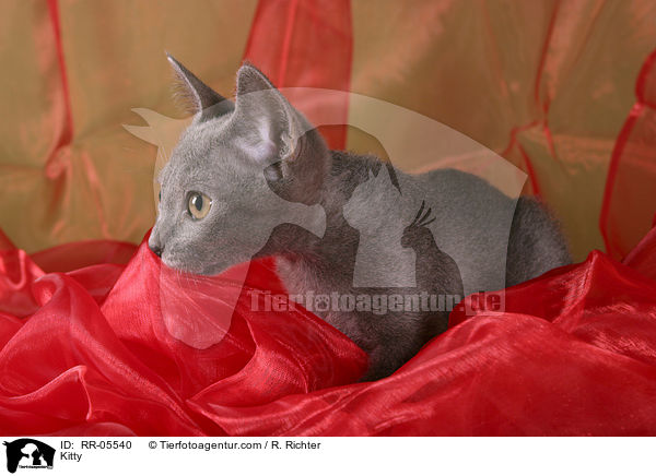 Kitty / RR-05540