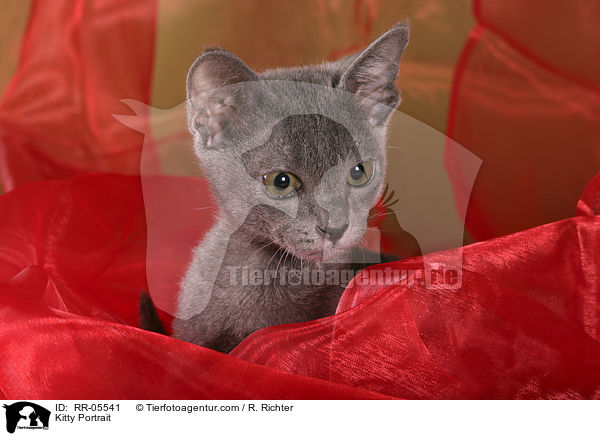 Korat Ktzchen / Kitty Portrait / RR-05541