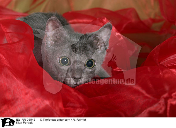 Korat Ktzchen / Kitty Portrait / RR-05546