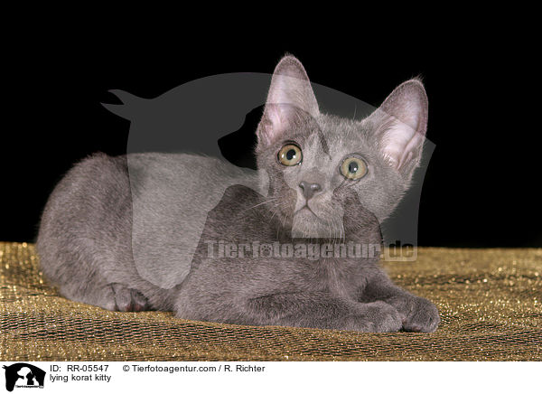 liegendes Korat Ktzchen / lying korat kitty / RR-05547