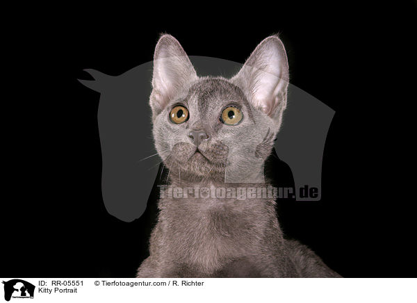 Kitty Portrait / RR-05551