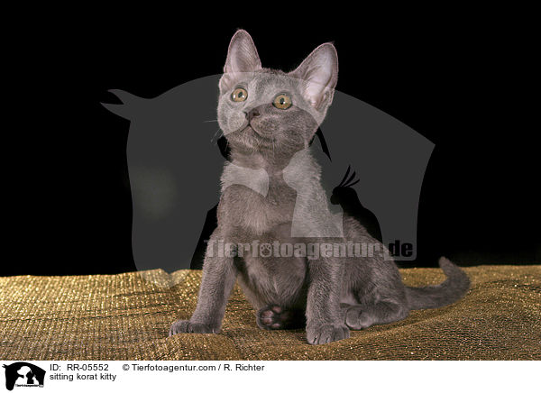 sitzendes Korat Ktzchen / sitting korat kitty / RR-05552
