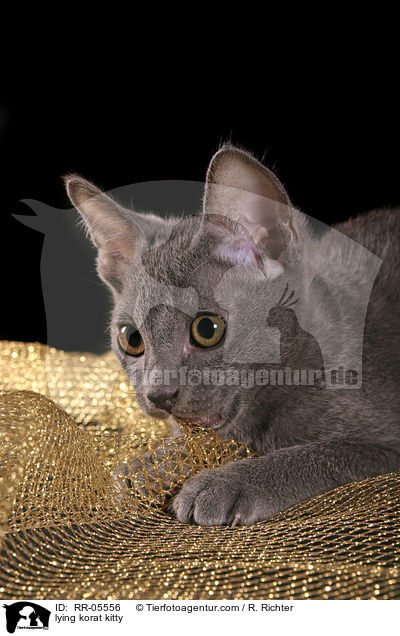 liegendes Korat Ktzchen / lying korat kitty / RR-05556
