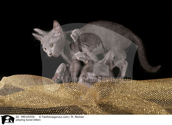 spielende Korat Ktzchen / playing korat kitten / RR-05559