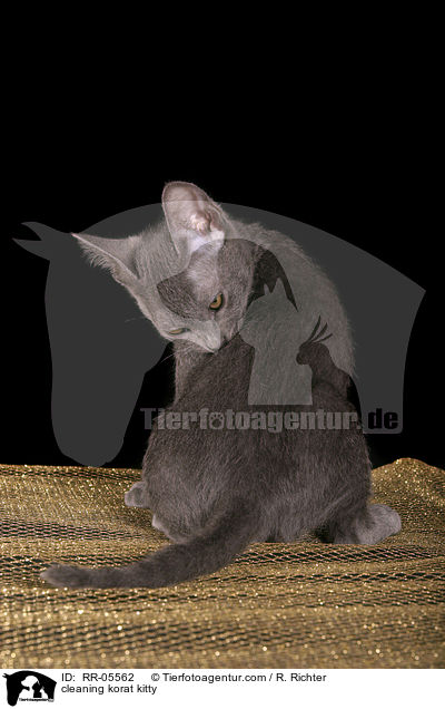 putzendes Korat Ktzchen / cleaning korat kitty / RR-05562