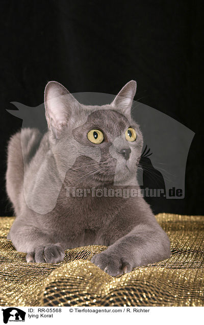 liegende / lying Korat / RR-05568