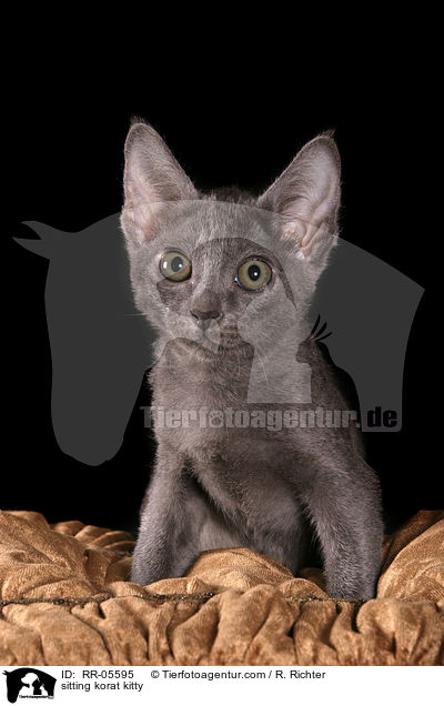 sitzendes Korat Ktzchen / sitting korat kitty / RR-05595