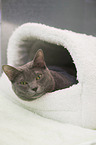 Korat