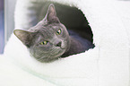 Korat