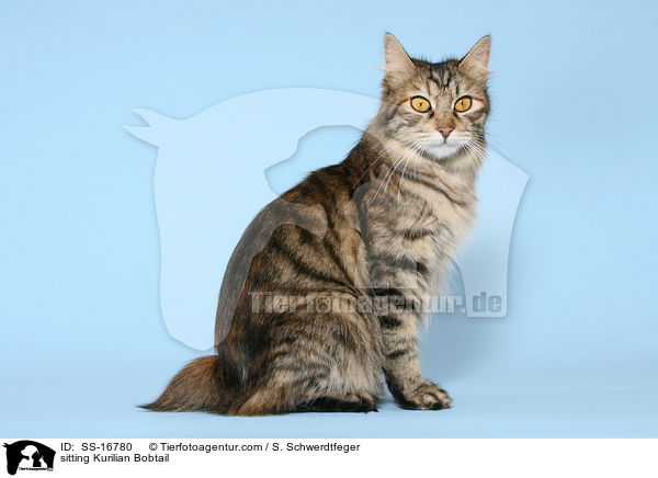 sitting Kurilian Bobtail / SS-16780