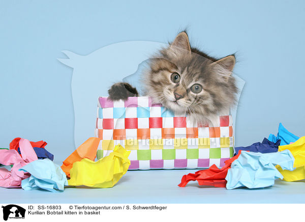 Kurilian Bobtail kitten in basket / SS-16803