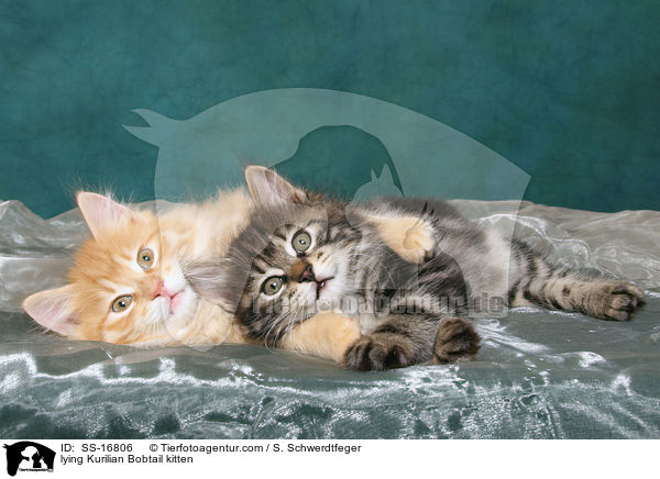 lying Kurilian Bobtail kitten / SS-16806