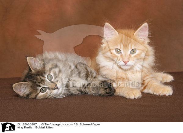 lying Kurilian Bobtail kitten / SS-16807