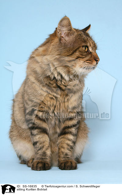 sitzende Kurilian Bobtail / sitting Kurilian Bobtail / SS-16835