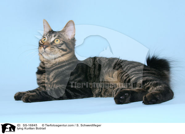 lying Kurilian Bobtail / SS-16845