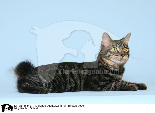 lying Kurilian Bobtail / SS-16846