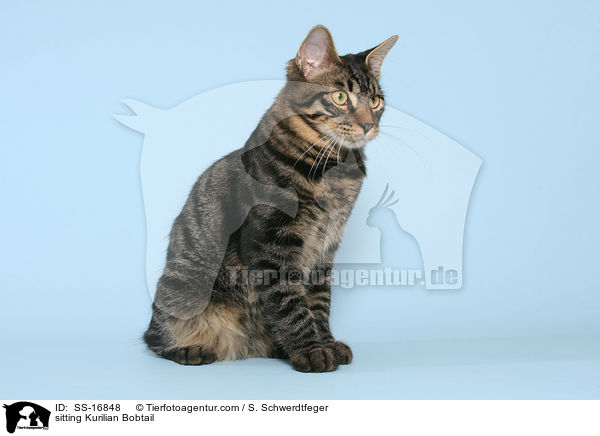 sitting Kurilian Bobtail / SS-16848