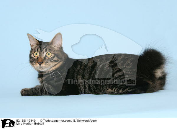 lying Kurilian Bobtail / SS-16849