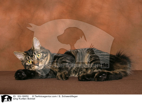 liegende Kurilian Bobtail / lying Kurilian Bobtail / SS-16850