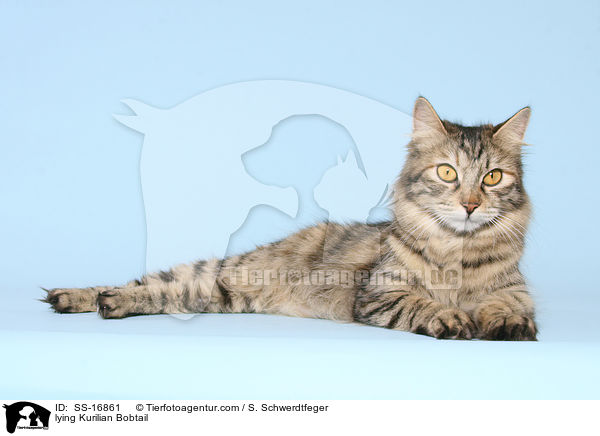 lying Kurilian Bobtail / SS-16861