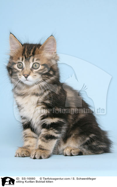sitting Kurilian Bobtail kitten / SS-16880