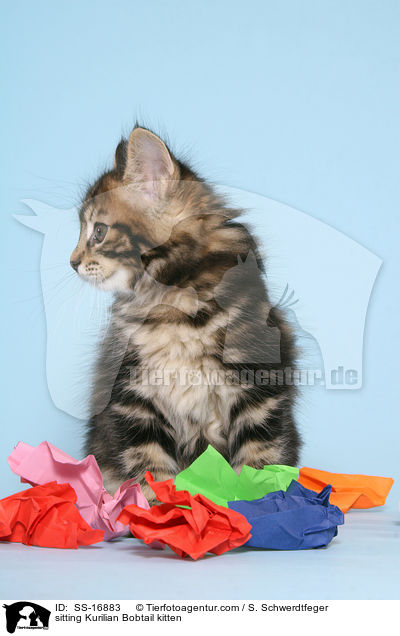 sitzendes Kurilian Bobtail Ktzchen / sitting Kurilian Bobtail kitten / SS-16883