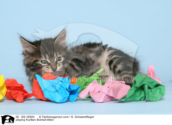 playing Kurilian Bobtail kitten / SS-16904