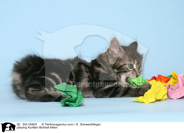 spielendes Kurilian Bobtail Ktzchen / playing Kurilian Bobtail kitten / SS-16905