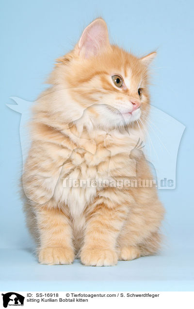 sitting Kurilian Bobtail kitten / SS-16918