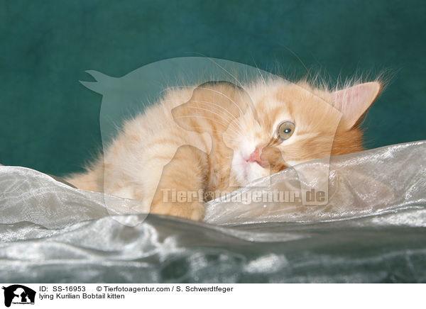 lying Kurilian Bobtail kitten / SS-16953