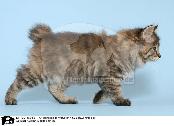 walking Kurilian Bobtail kitten / SS-16963