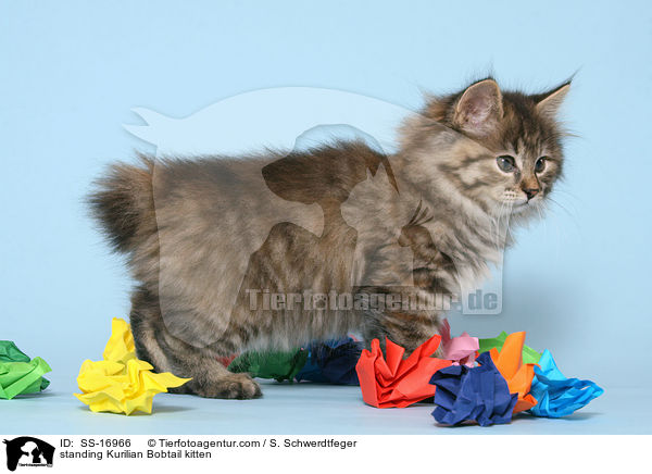 standing Kurilian Bobtail kitten / SS-16966