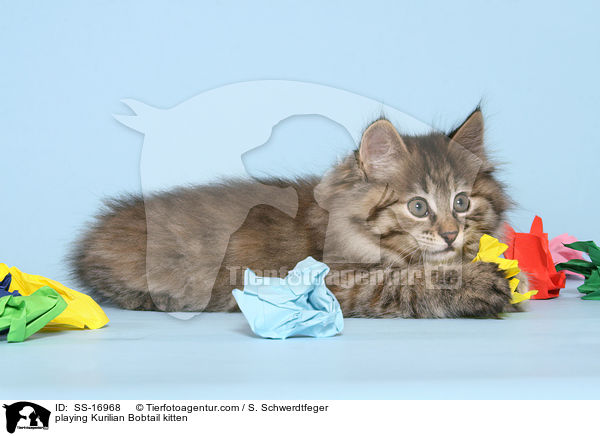 playing Kurilian Bobtail kitten / SS-16968