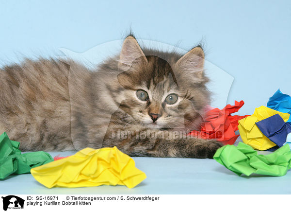 playing Kurilian Bobtail kitten / SS-16971