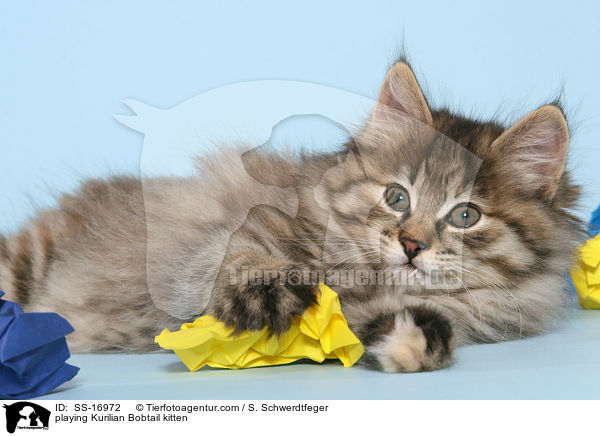 playing Kurilian Bobtail kitten / SS-16972