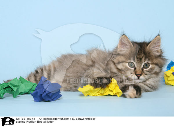 playing Kurilian Bobtail kitten / SS-16973