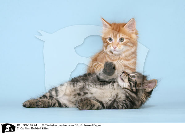 2 Kurilian Bobtail kitten / SS-16994