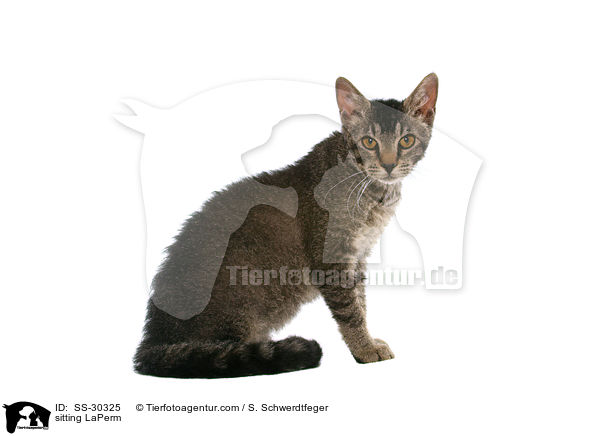 sitting LaPerm / SS-30325