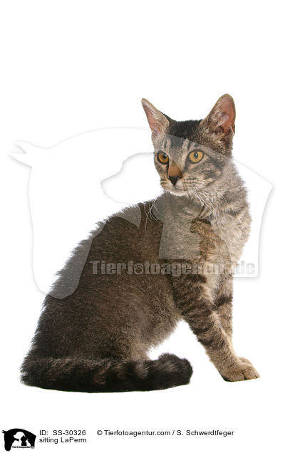 sitting LaPerm / SS-30326