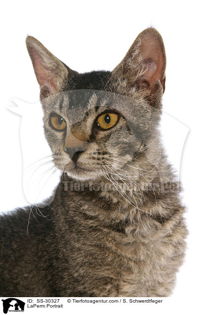 LaPerm Portrait / SS-30327